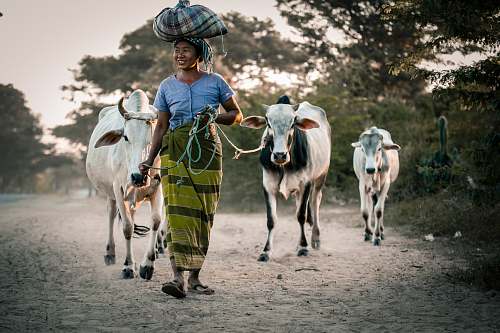 animal woman walking behind tree cattles cow