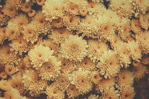 ocean yellow petaled flowers water