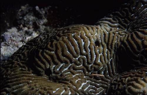 nature One Tree Reef. Coral.  water