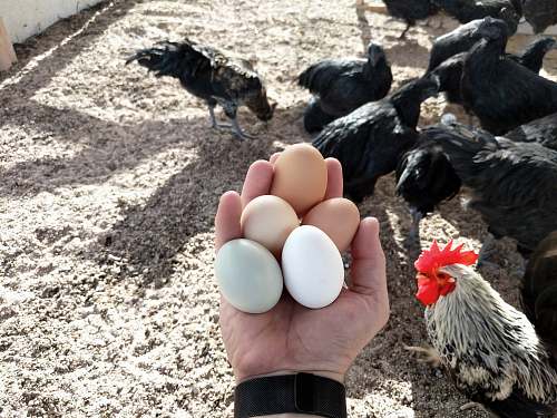 fowl person clutching five eggs by chickens chicken