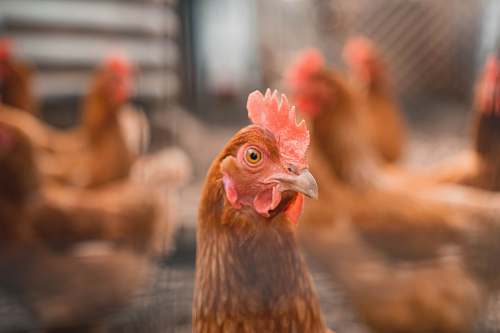 bird selective focus photography of brown hen fowl