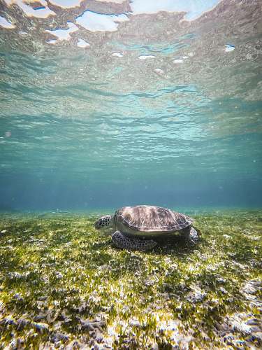 animal black turtle at water sea life