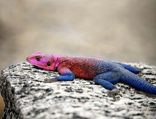lizard blue and pink lizard animal