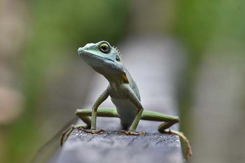 lizard green lizard animal