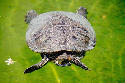 animal grey and brown turtle sea life