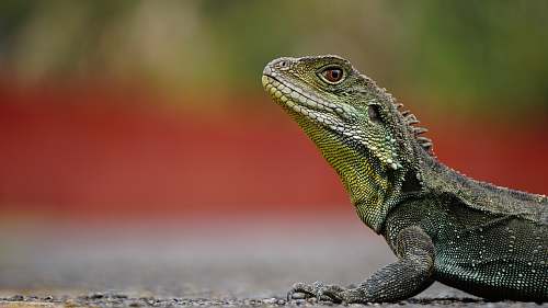 lizard macro photography of green iguana on brown surface animal