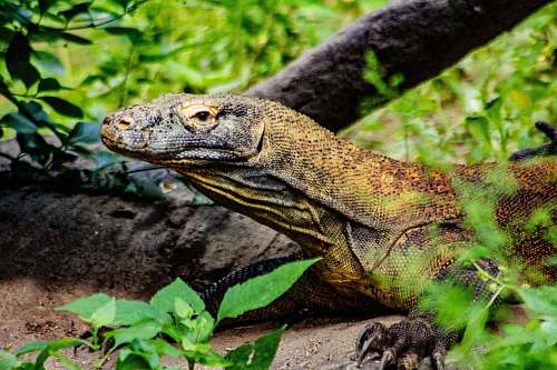 animal yellow lizard lizard