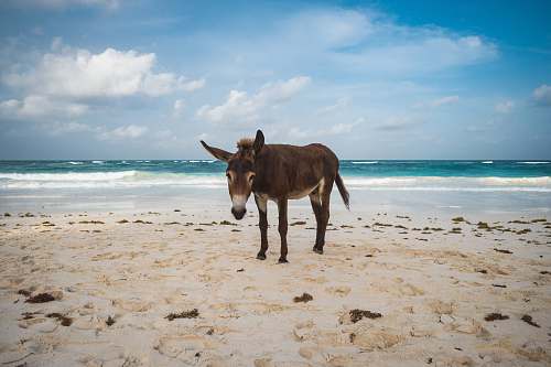 ocean brown donkey near beach during daytime photo donkey
