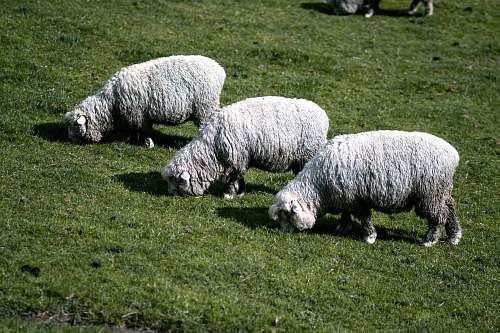 animal three sheep eating grasses mammal