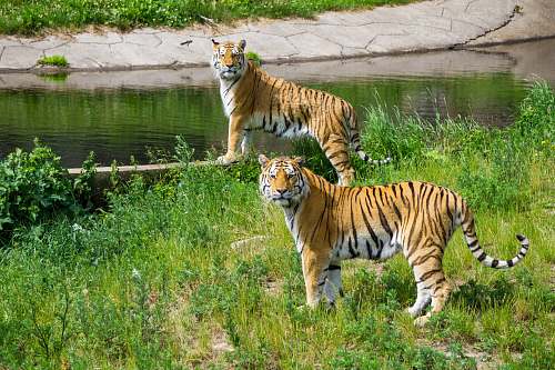 mammal two tigers on grass wildlife