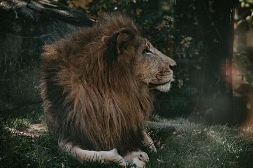 animal adult lion lion