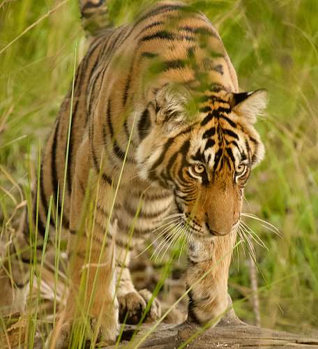mammal Bengal tiger tiger