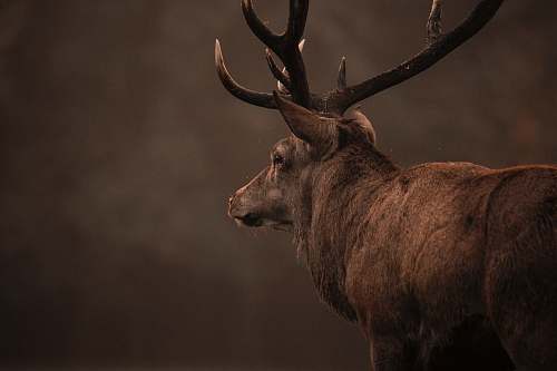 mammal brown and black deer head deer
