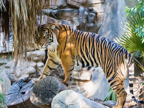 mammal brown and black tiger on log tiger
