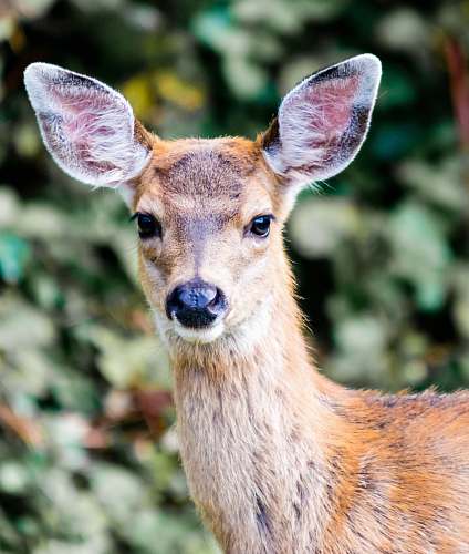 animal brown deer deer