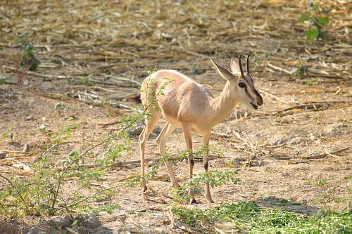 antelope brown deer photograph mammal
