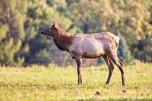 animal brown deer standing on grass field elk