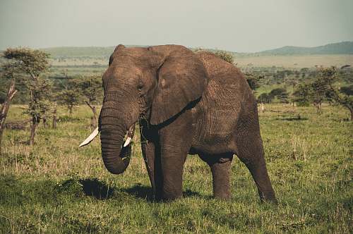 mammal brown elephant elephant
