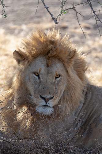 lion brown lion mammal