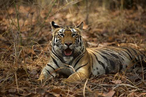mammal brown tiger laying on ground tiger