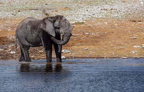 animal elephant standing in body of water elephant