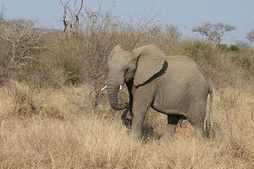 mammal gray elephant in the wild elephant