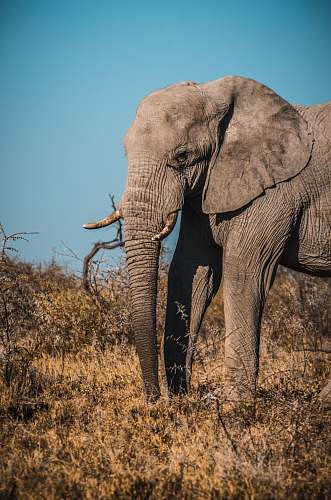 elephant grey elephant mammal