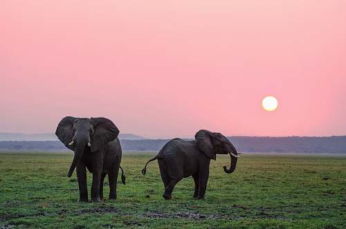 animal two grey elephants on grass plains during sunset mammal