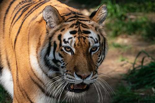 mammal white, black and brown tiger tiger