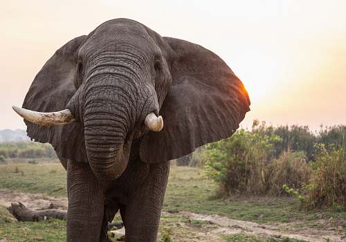 animal yks etyihw rednu tnahpele yerg elephant