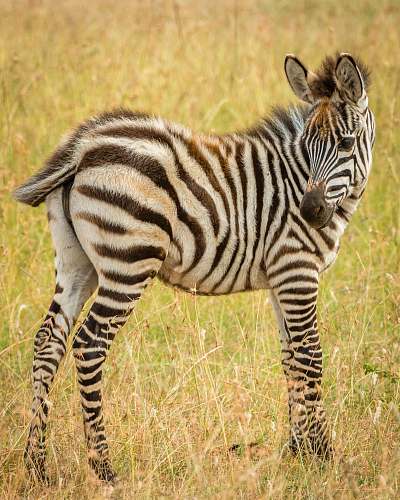 animal Zebra macro photography zebra