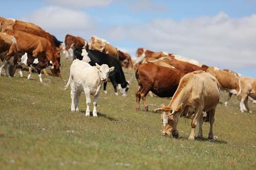 cattle  cow