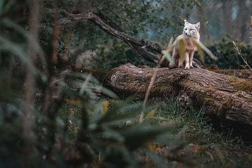 fox  kit fox