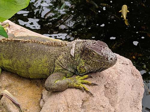 iguana  lizard