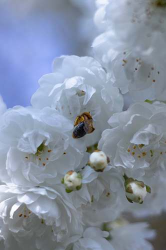 invertebrate  apidae