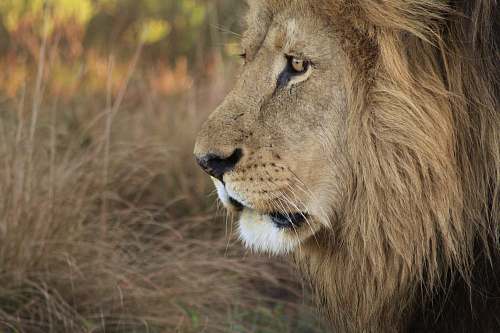 lion  mammal