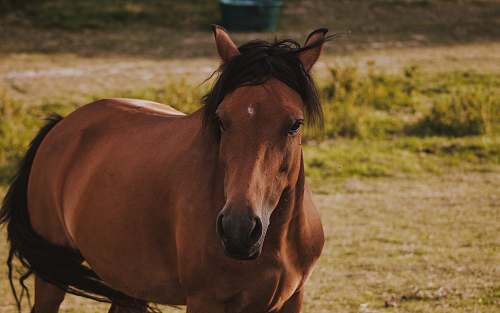 mammal  horse