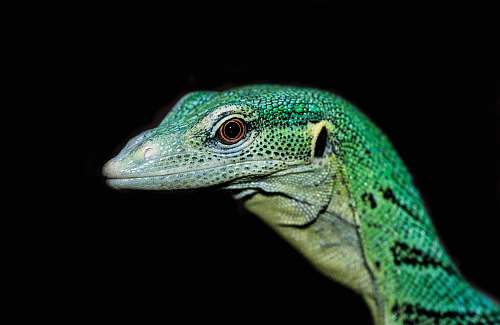 reptile  iguana