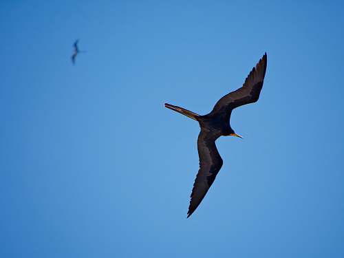 bird 2 black birds flying photo flying