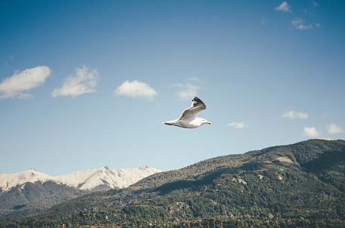 bird a white bird in flight flying