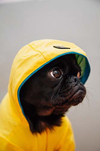 dog adult black puppy in yellow raincoat pug