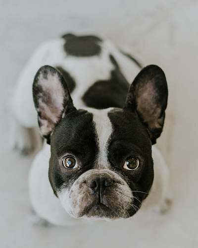 dog adult Boston terrier sitting on white surface pet