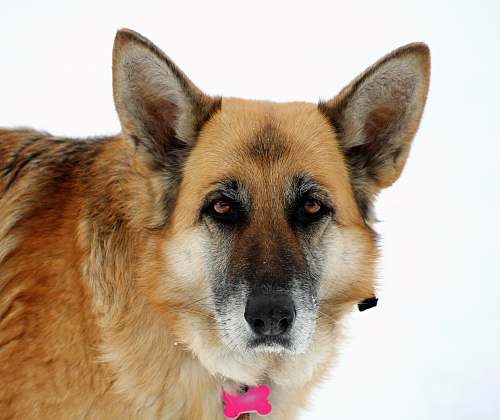 canine adult brown German shepherd dog