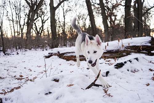 dog adult fawn and black German shepherd husky