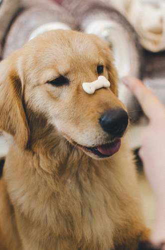 dog adult golden retriever with cookie bone on nose golden retriever
