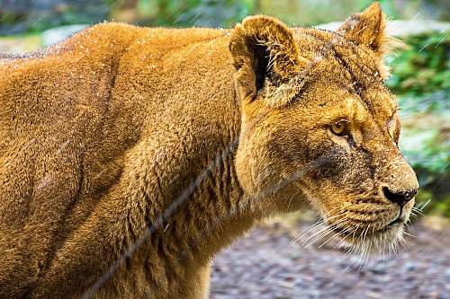 mammal adult lioness lion