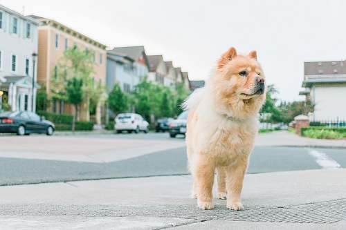 dog adult tan chow chow on pavement chow