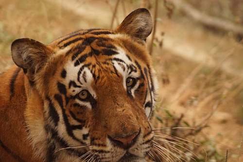 mammal adult tiger on brown field tiger