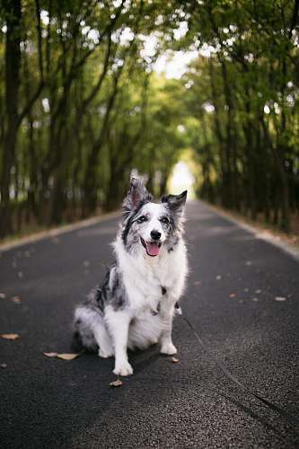 strap adult white and black Australian shepherd in road during daytime canine