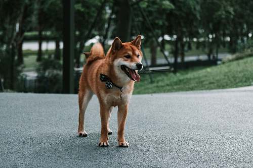 pet Akita dog on street dog